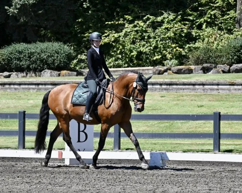 Gorgeous 2005 16h Lusitano gelding looking for a new dance partner.  Schools 3rd/4th level, plus some half steps, passage and full pirouettes. Well priced to a great match. 