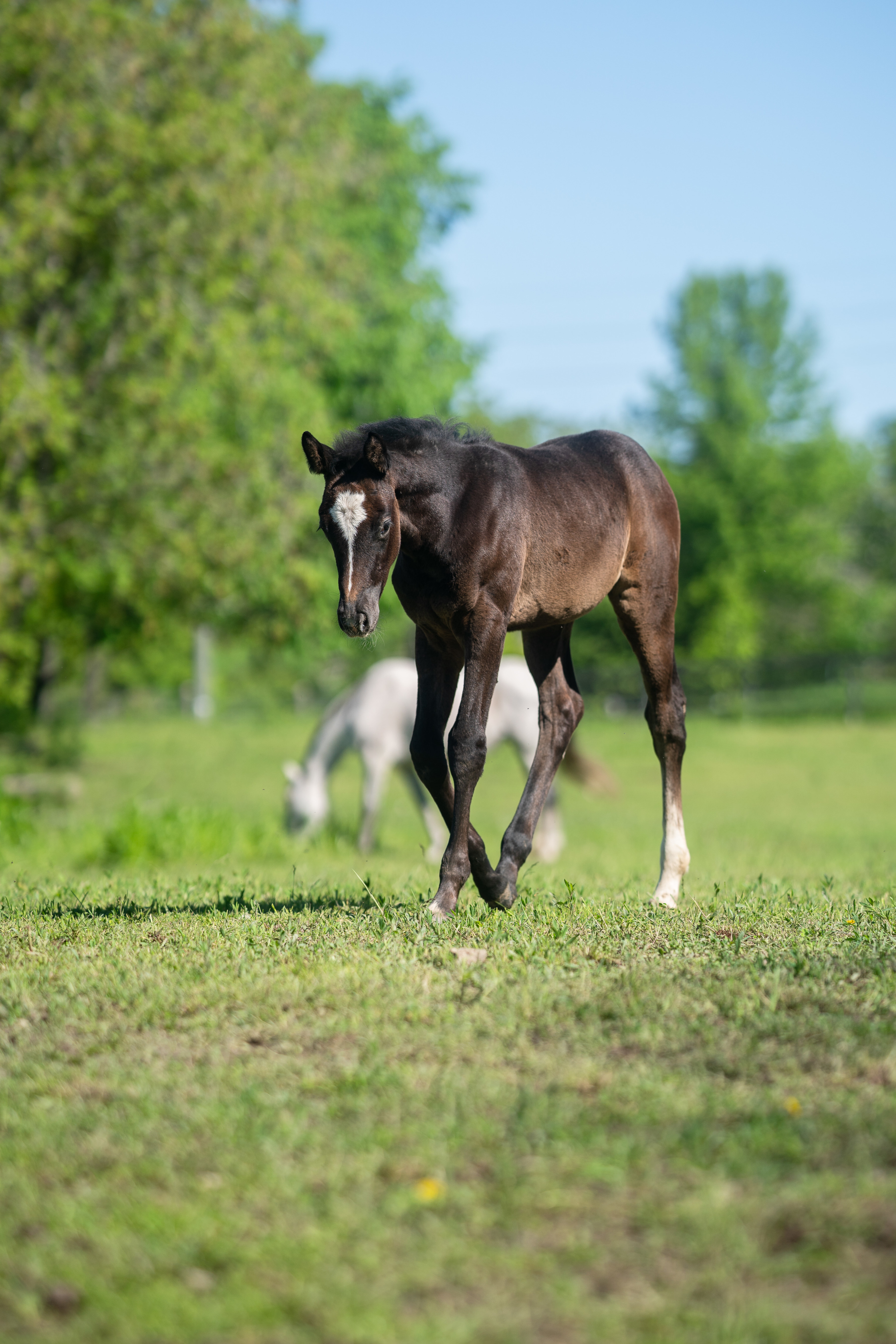 canadian-sport-horse-warmblood-sales