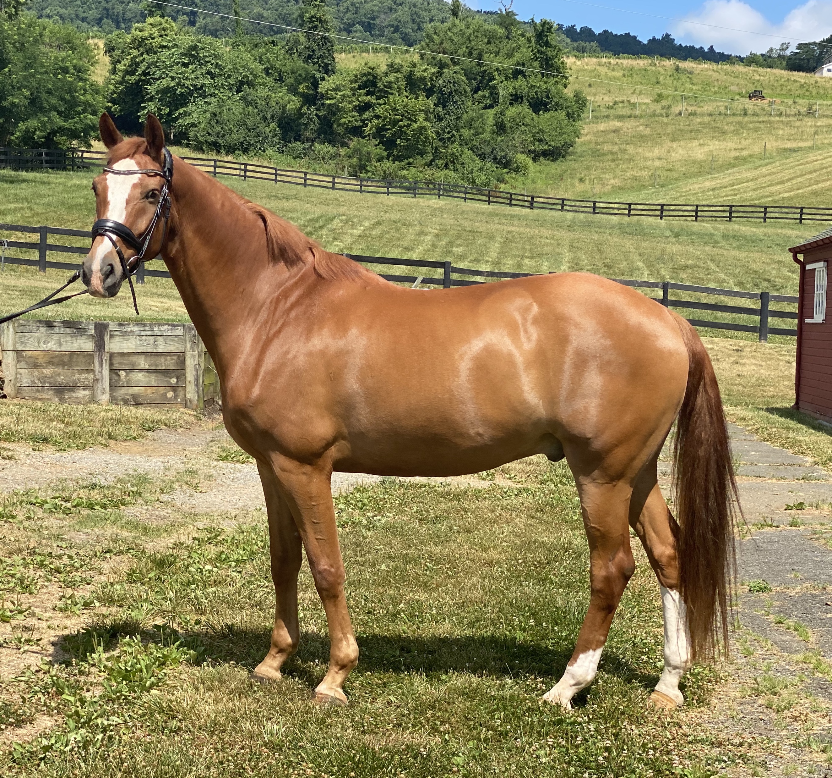 Breed | Warmblood Sales