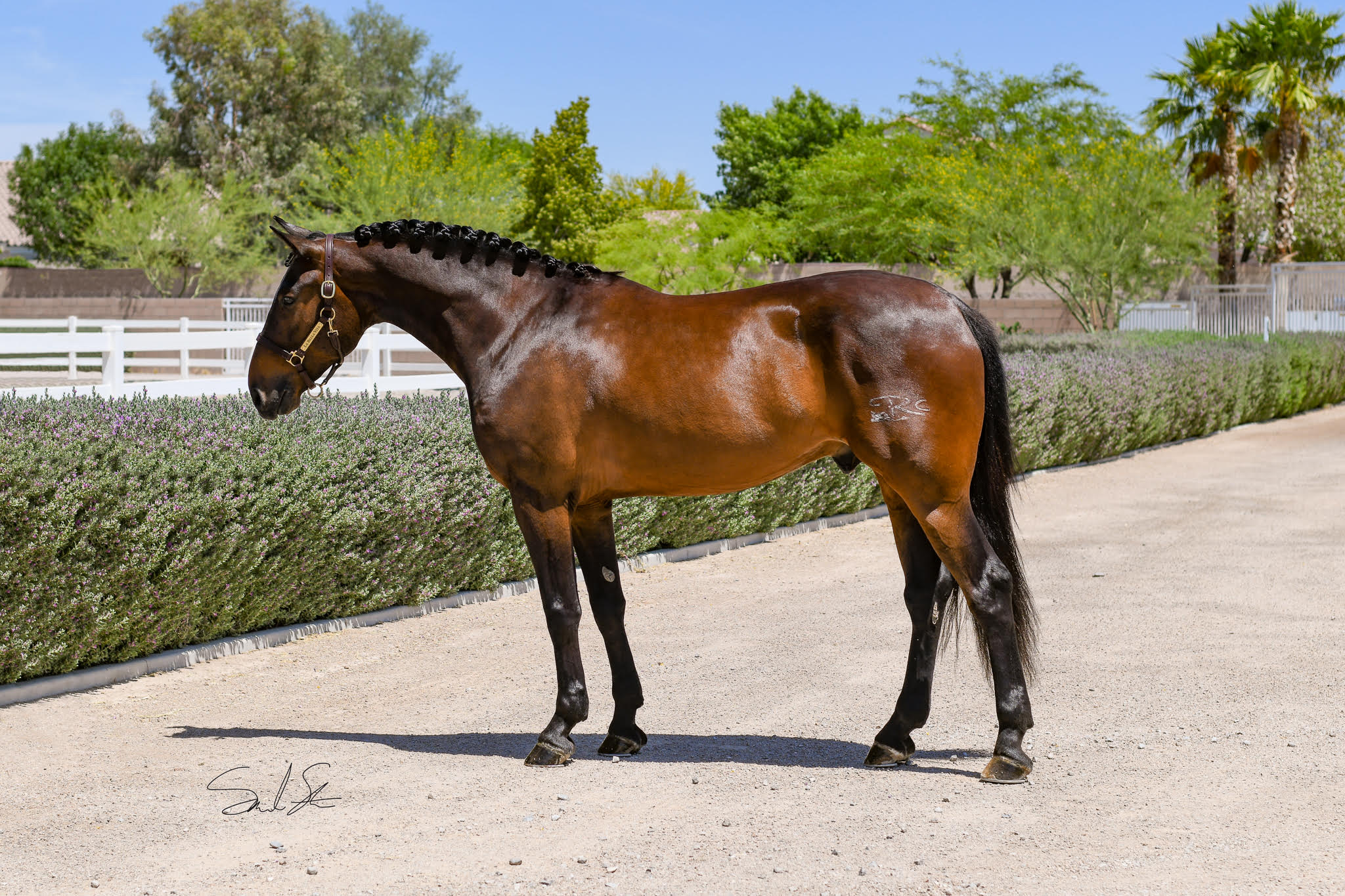 ABPSL - Associação Brasileira de Criadores do Cavalo Puro Sangue