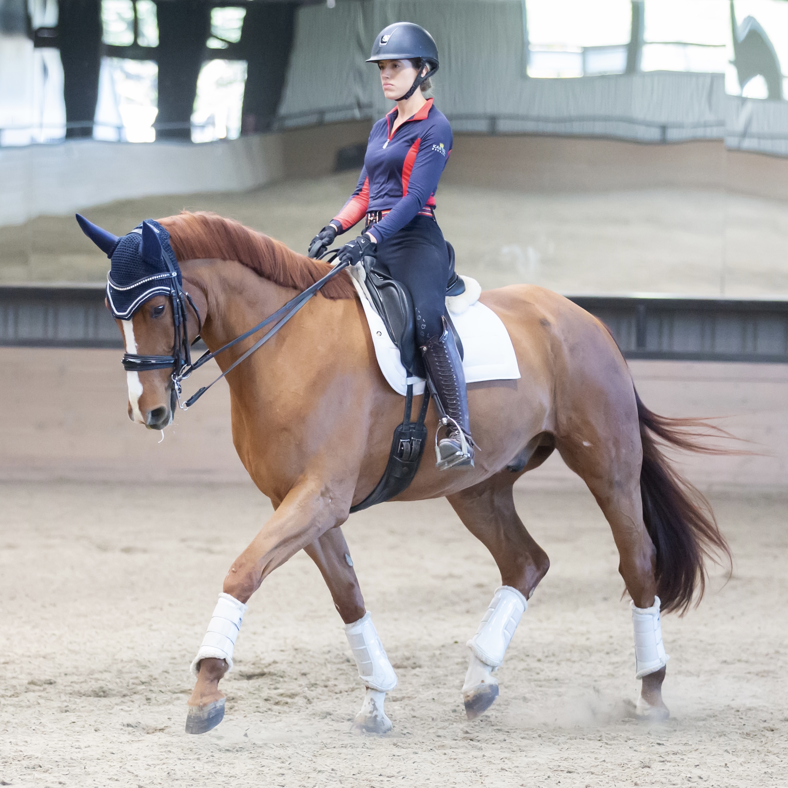 Images Of Dressage Horses