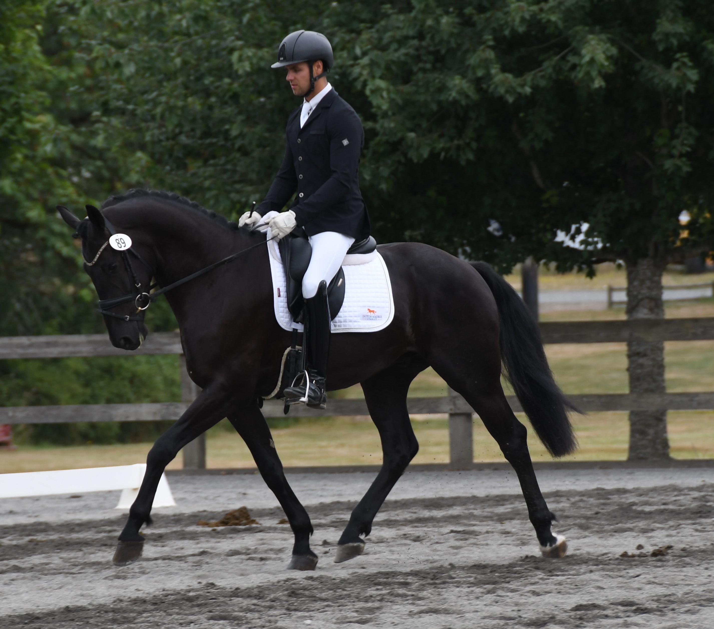 Dutch Warmblood | Warmblood Sales