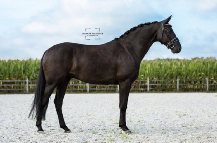 Dressage Horses | Warmblood Sales