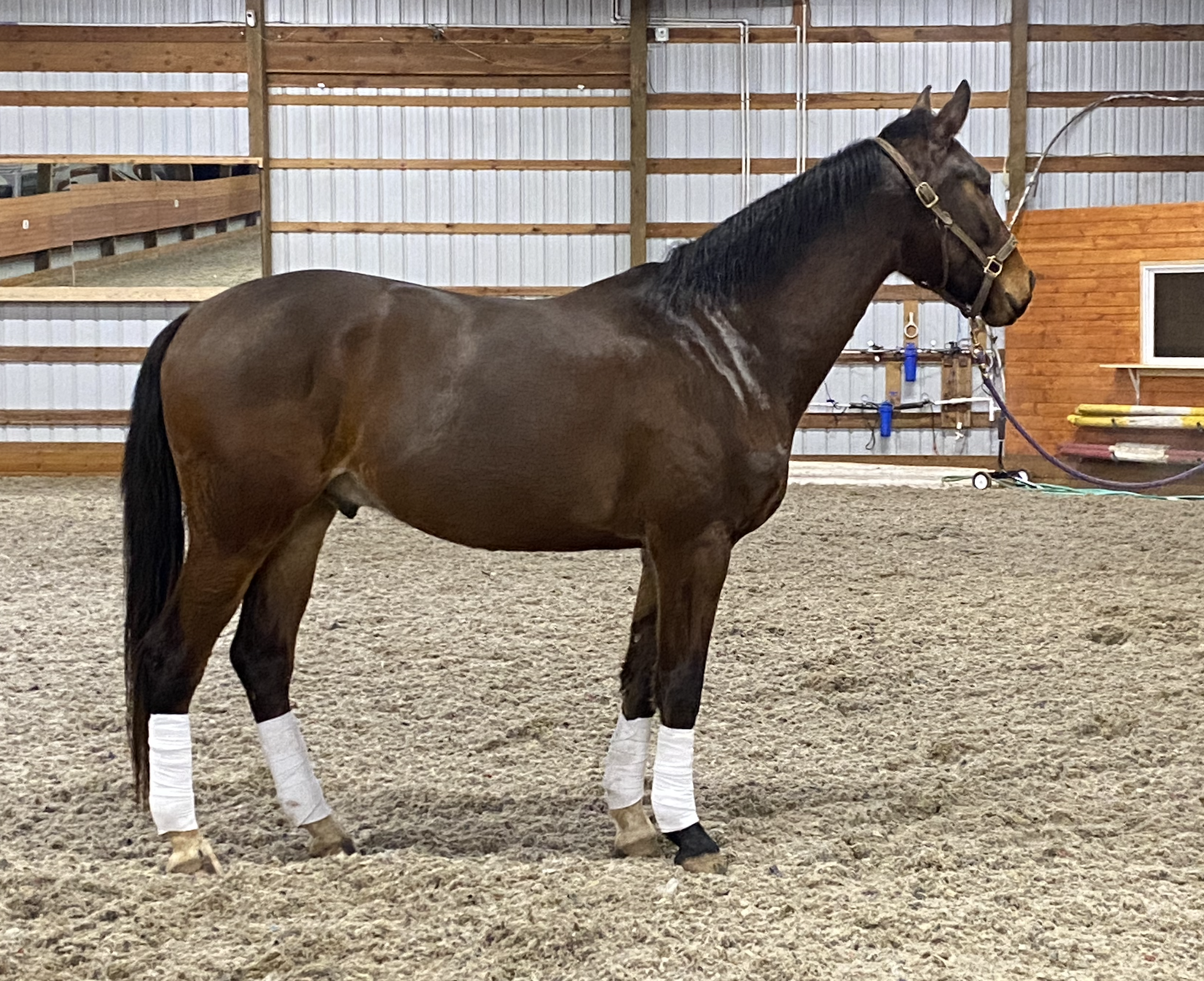 BEAUTIFUL DAPPLE GREY FOR KIDS**CANDY, 2013, gelding, holsteiner