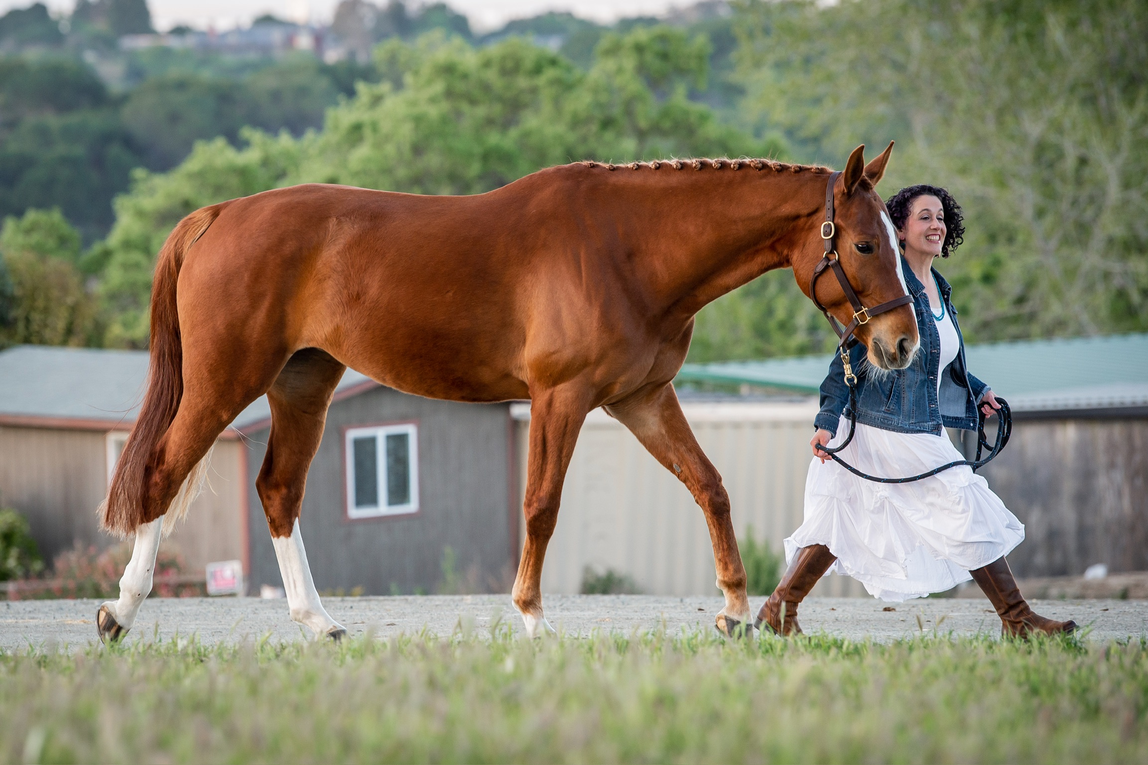 17h home bred 5 yearold gelding for sale, pm me for details