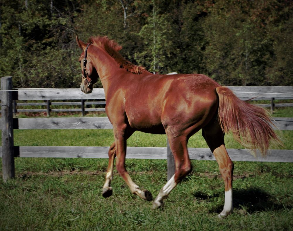 German Warmblood | Warmblood Sales