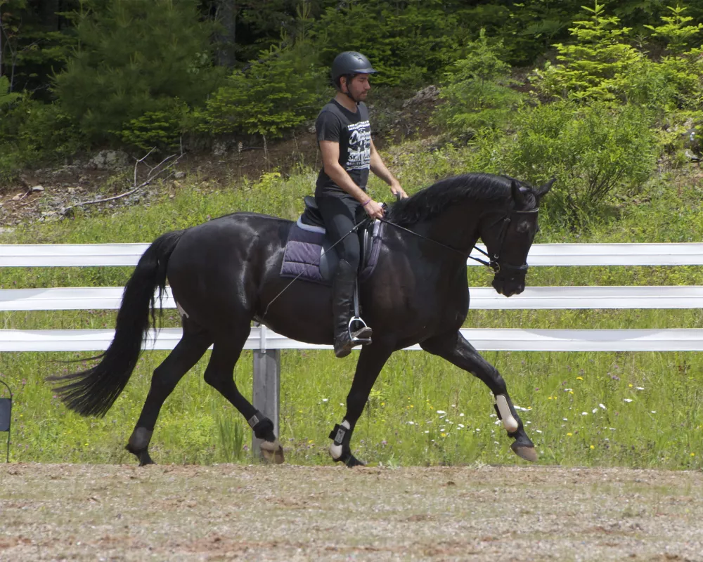 Under saddle in June 2019 after a 4 year hiatus from under saddle work.