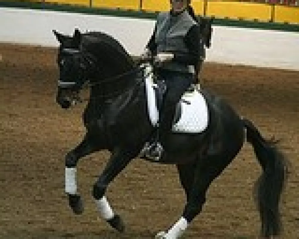 Dam sire, Tantris - GP stallion out of Rubina-Aktuell (Rubin Royal, Blue Hors Rockefeller etc)