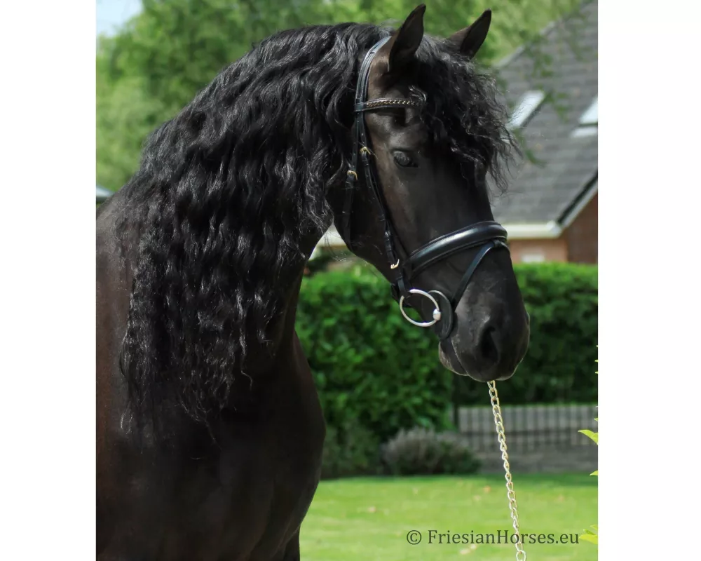 Udo - Friesian horse for sale
