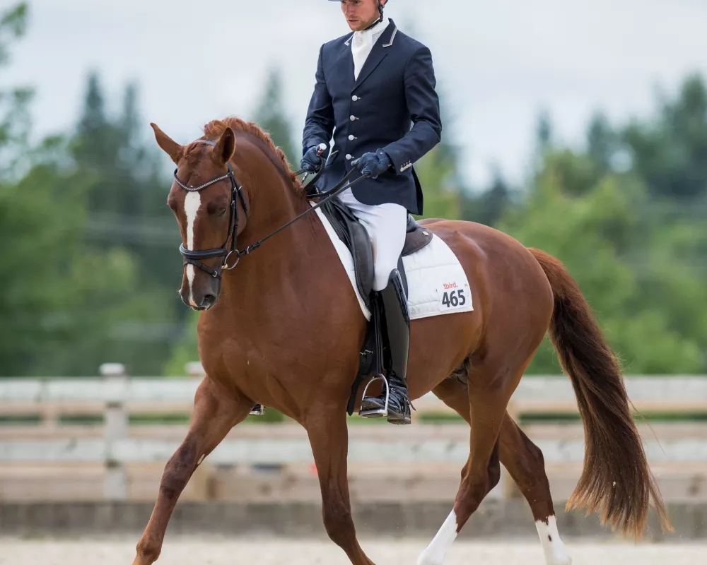 Totilas son, Jovani NSN, scoring 78 in FEI Young Horse Class, 4 year-olds.