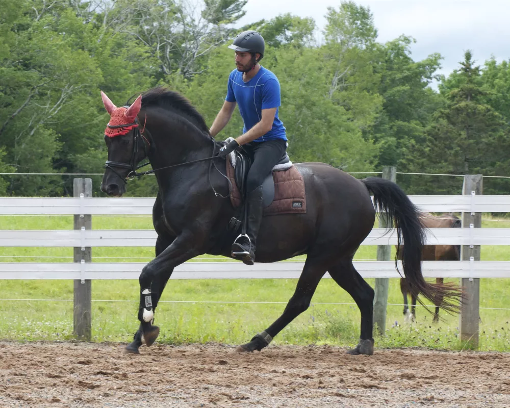 Hosanna, 7 years old,  only a few weeks back under saddle after an almost 2 year hiatus. Being ridden intermittently due to heat wave and high humidity