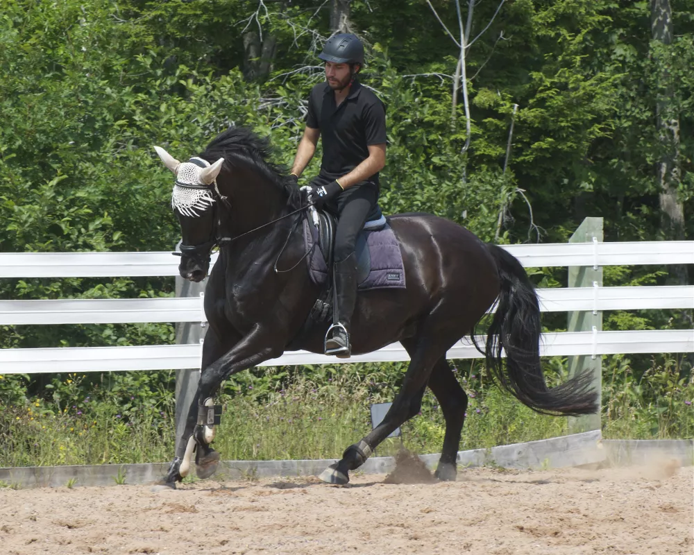 Under saddle in July 2019 after a 4 year hiatus from under saddle work