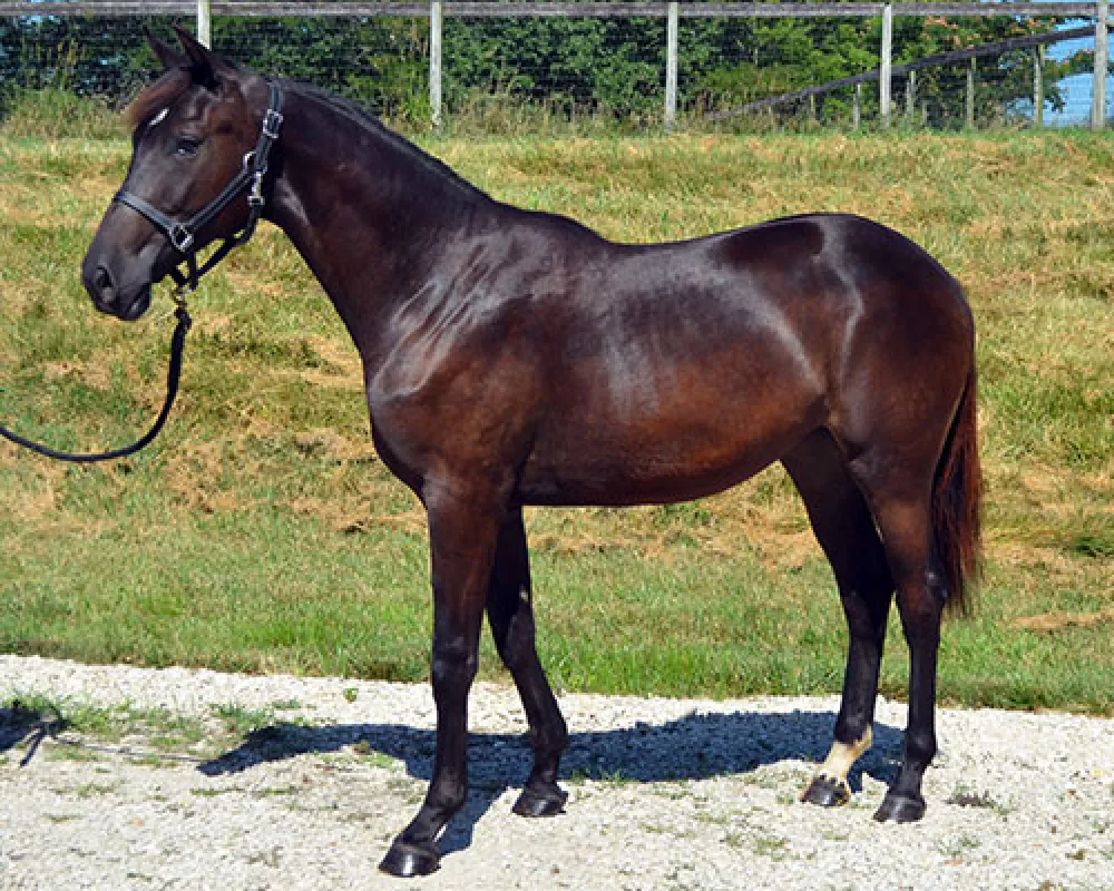 2019 yearling