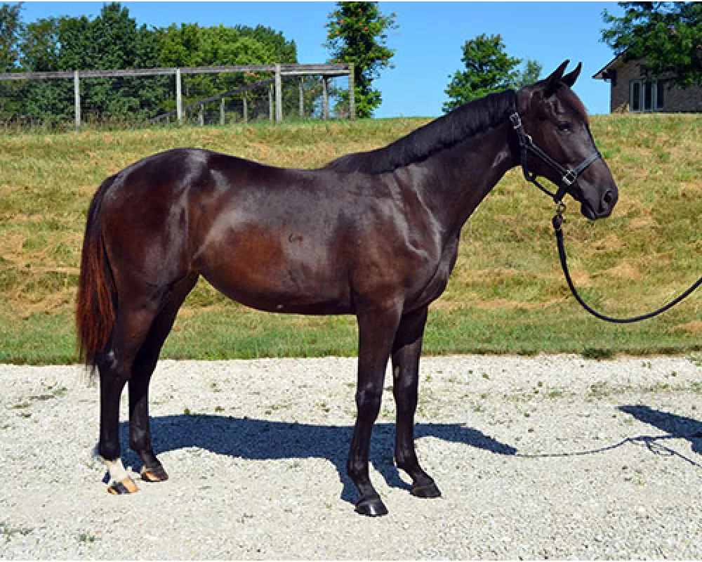 2019 yearling