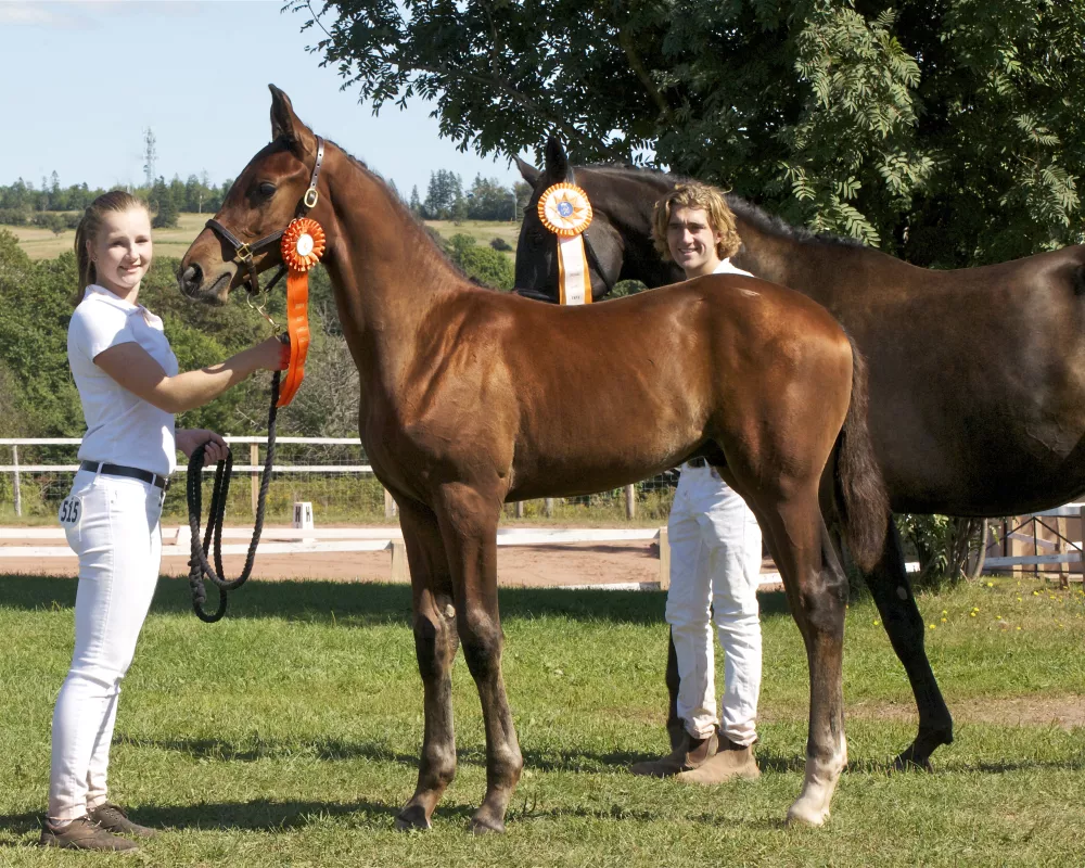 Champion dressage horse at his keuring and High First Premium foal, Nuryev NSN