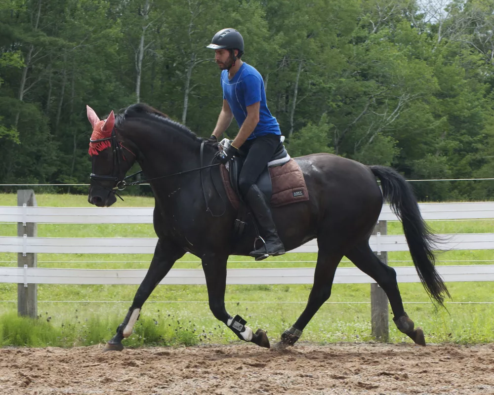 Hosanna at 7 years, recently back under saddle, being ridden intermittently due to heat and humidity. She is pregnant.
