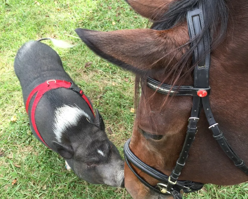 Metry and his pig, Wilbur