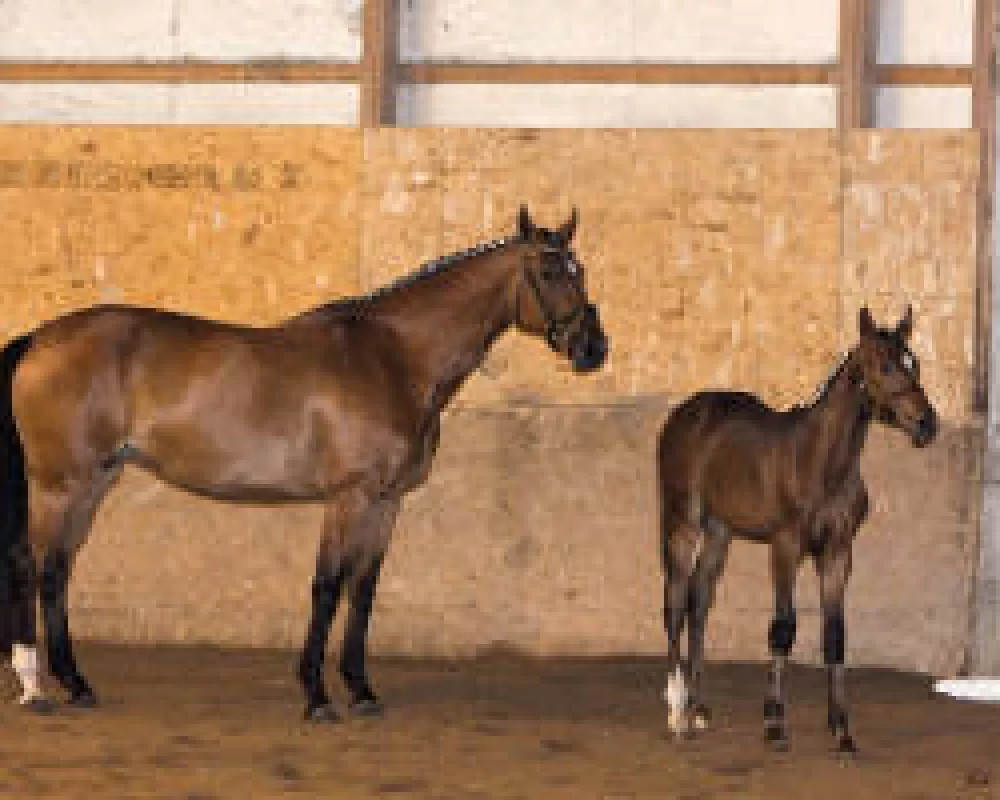 O' She's and 2009 colt, both USDF DSHB Horse of the Year
