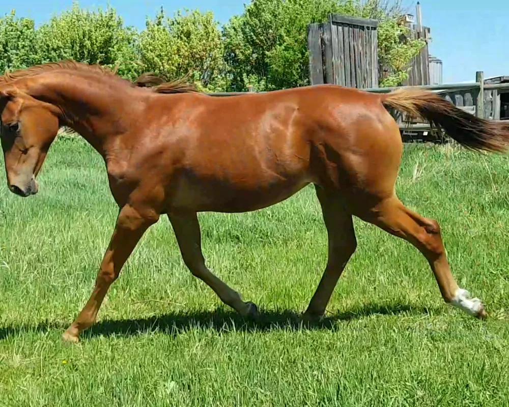 As a yearling