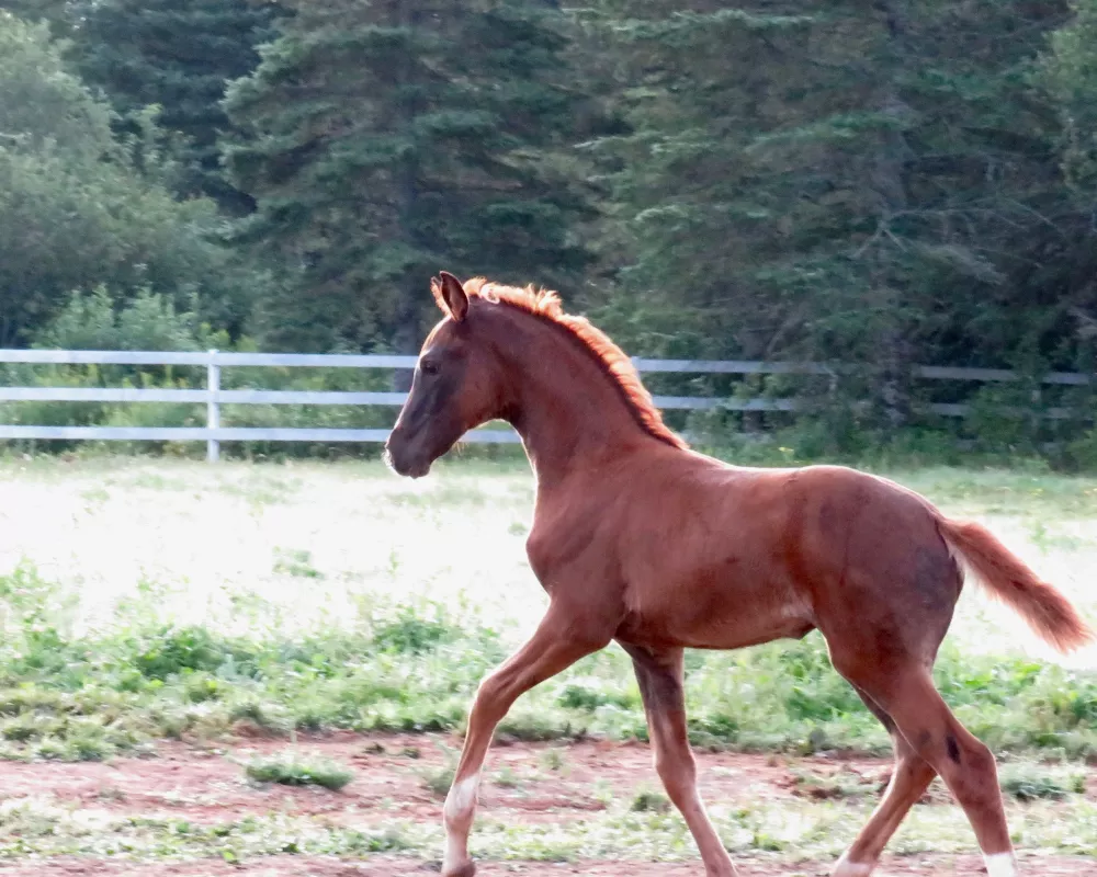 2 month old filly