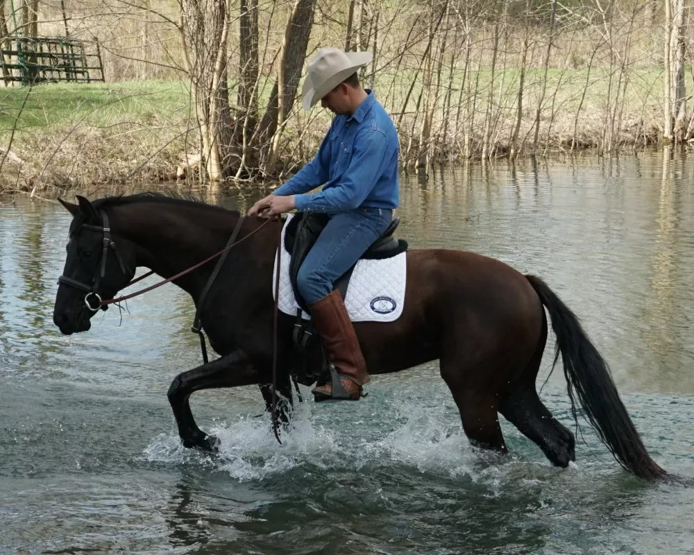 Desensitization training - the pond