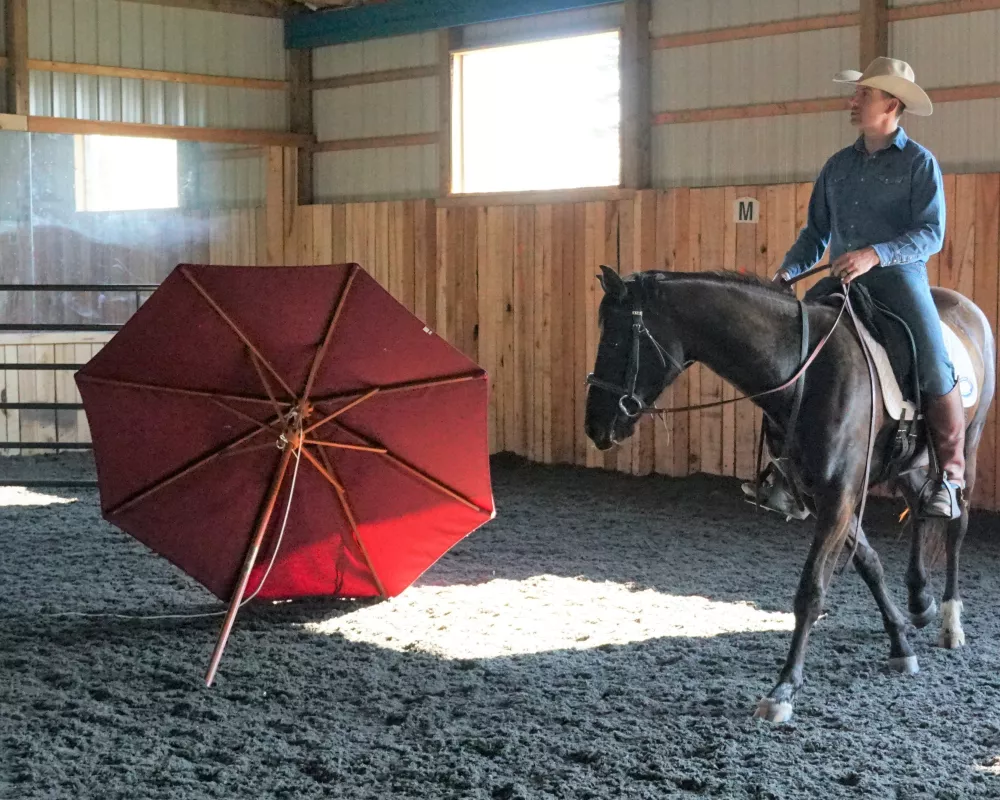 Desensitization training - the umbrella