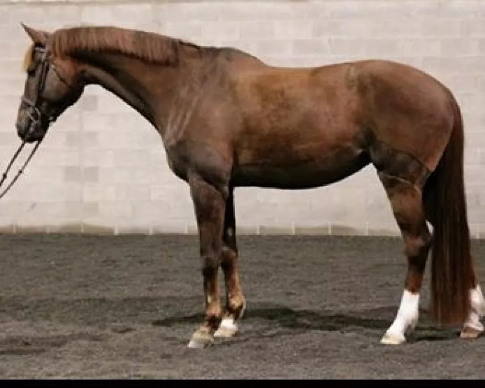 15 year old Trakehner mare