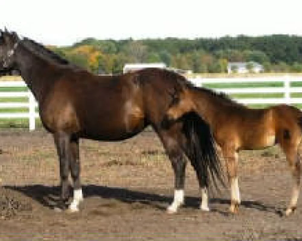 Her Highness and 2006 filly Mona Lisa