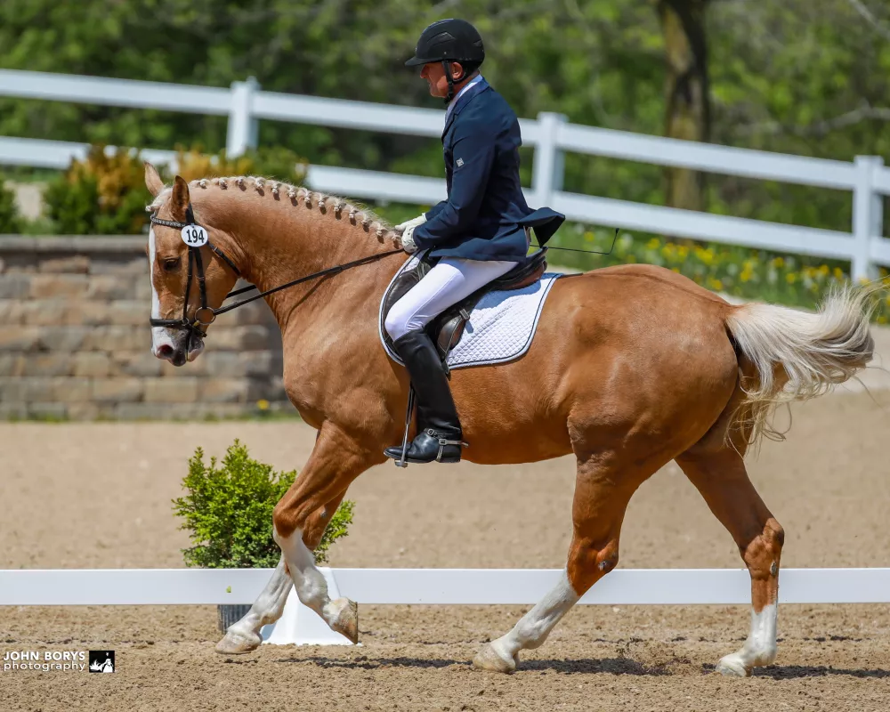 2019 show canter