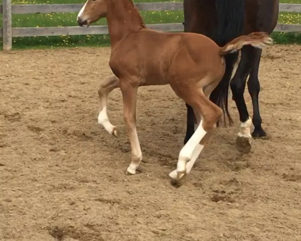 May 23, 2019 How talented is he!  Age 3 weeks 