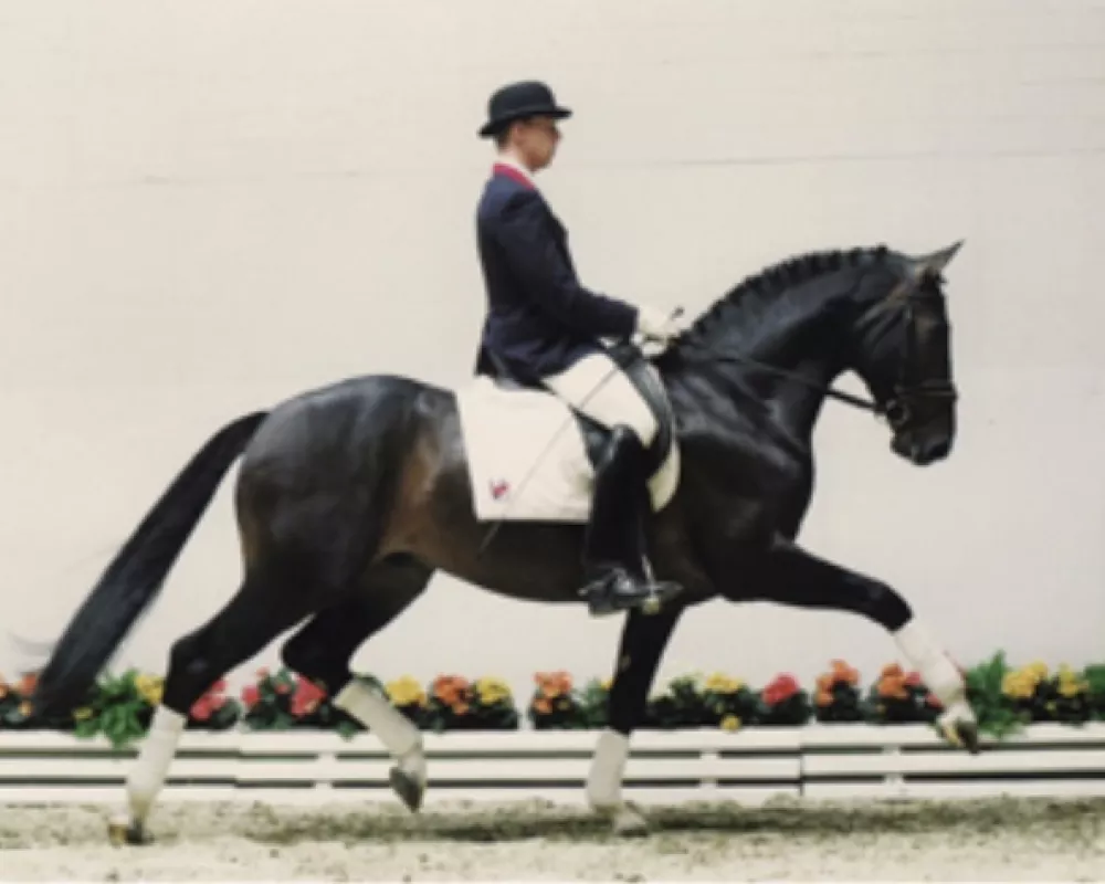 Dream Along, Imported Oldenburg stallion, Dressage at Devon and MalachiteTrophy Winner!