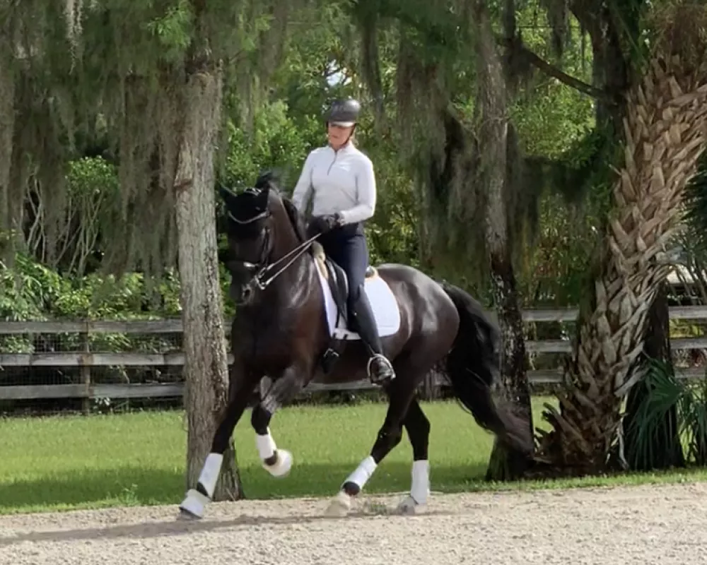 Dante has an amazing expressive canter. It feels like you are riding the clouds!