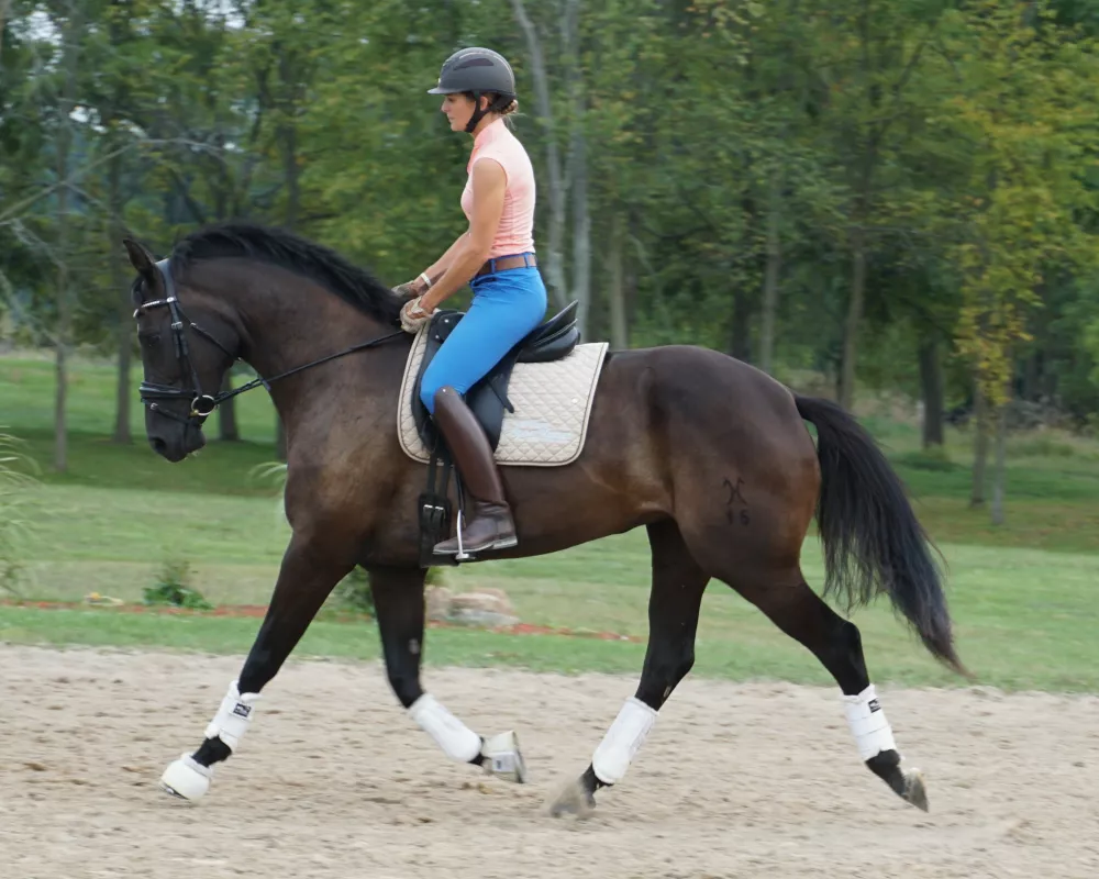 5.5 months under saddle over two years