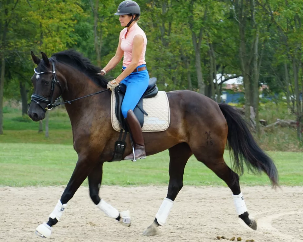 5.5 months under saddle over two years