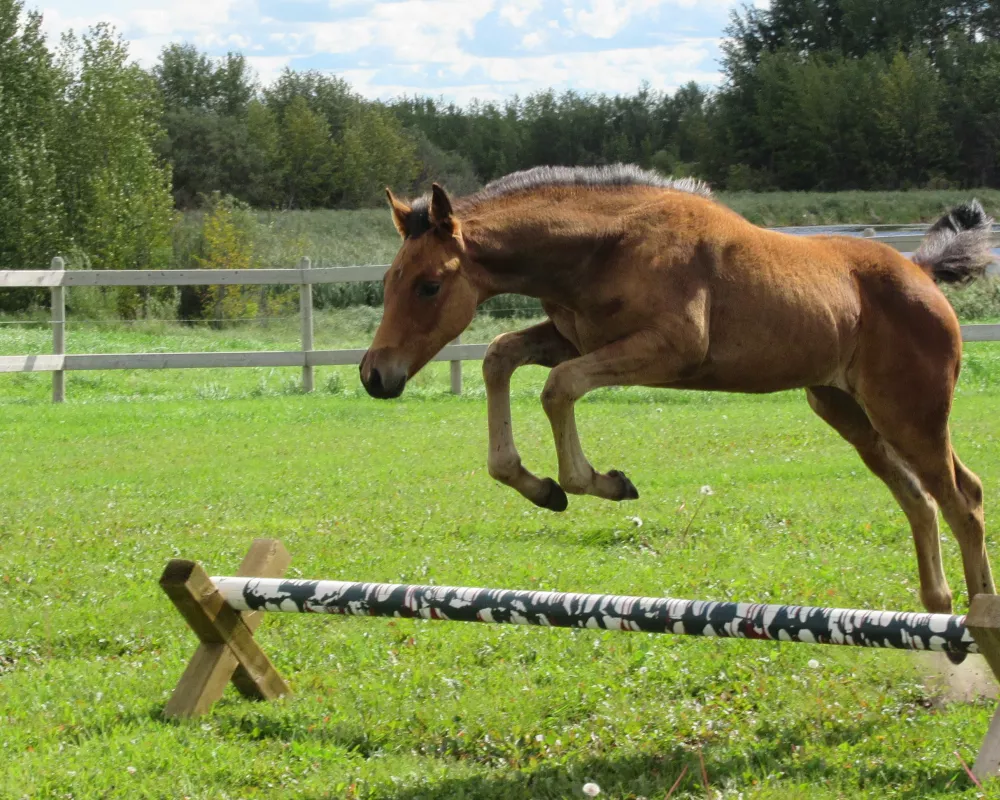 he had the whole arena but wanted to jump the one cavaleti