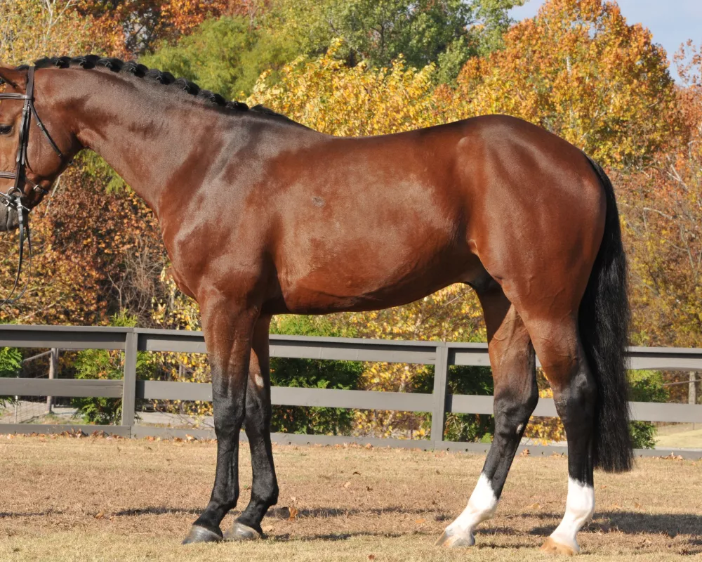 Sire- Lord Adonis standing at Eurequine
