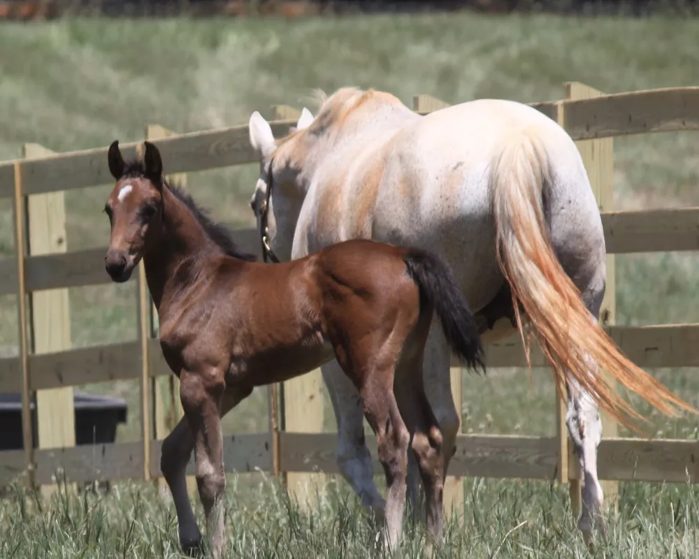 Blume PS  (Bliss MF x Ideal) - Hunter/Dressage Filly 