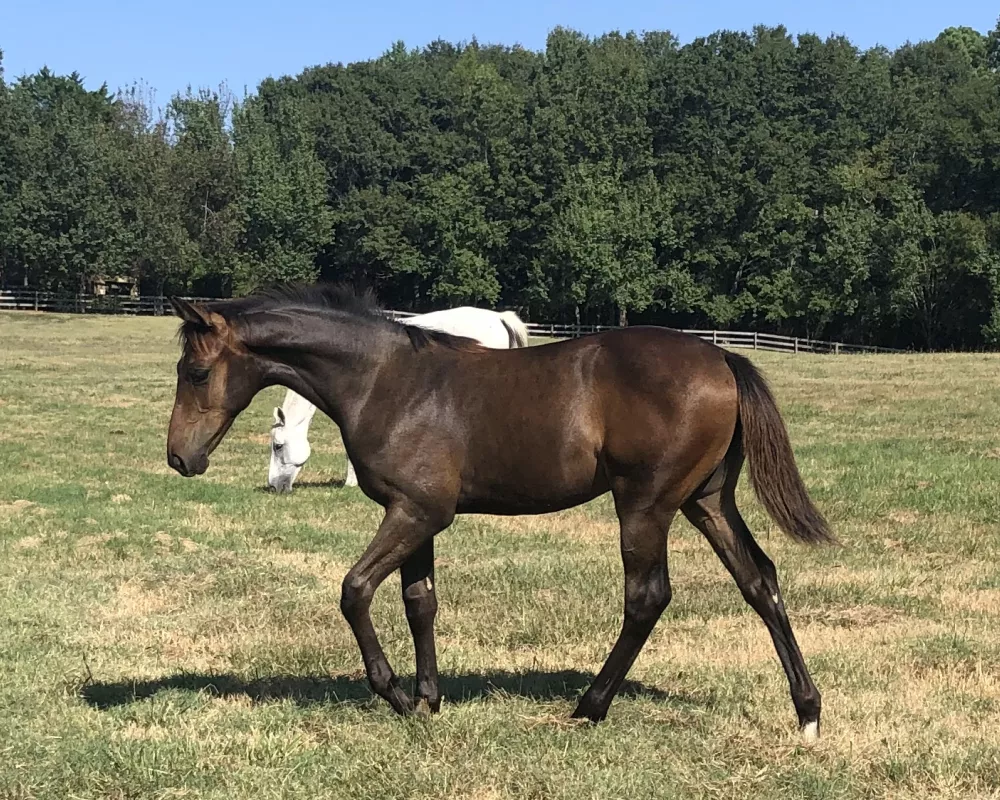 Blume PS (Bliss MF x Ideal) Picure Taken 9/27/2019