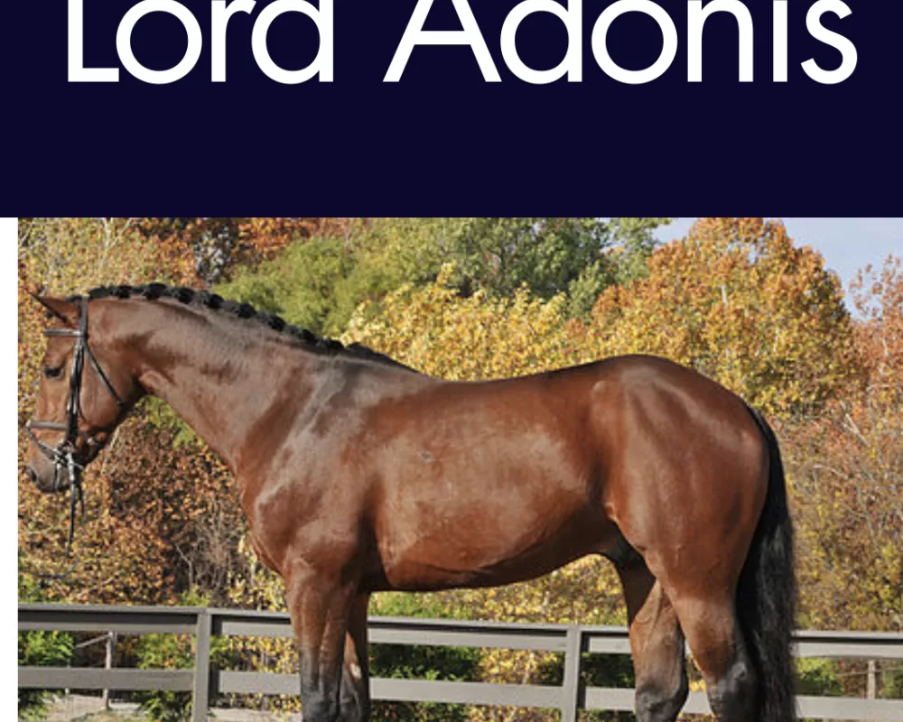 Sure Lord Adonis 