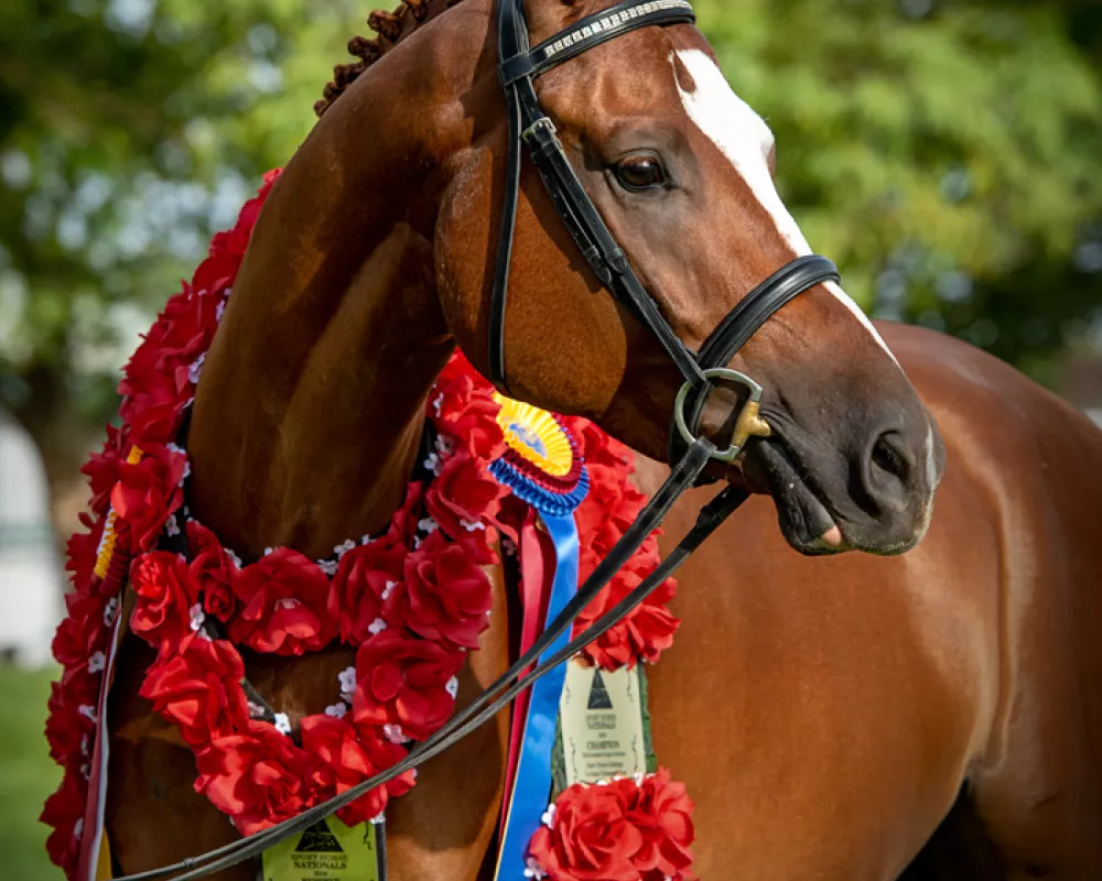 Rajah 2018 Sport Horse National Champion