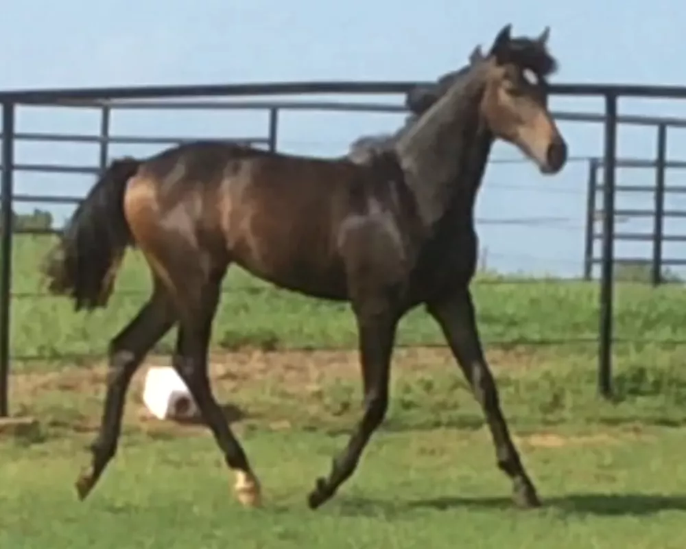Weltans SW 2018 filly by Supremat OLD
