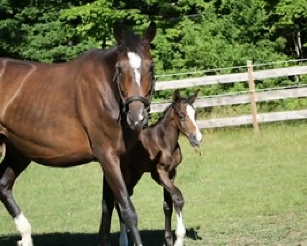 Stamped Opposition and 2016 colt