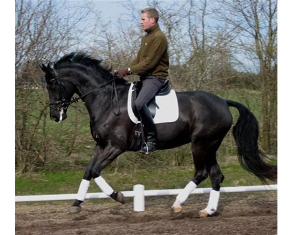 Granlygards Feauty under saddle in Denmark