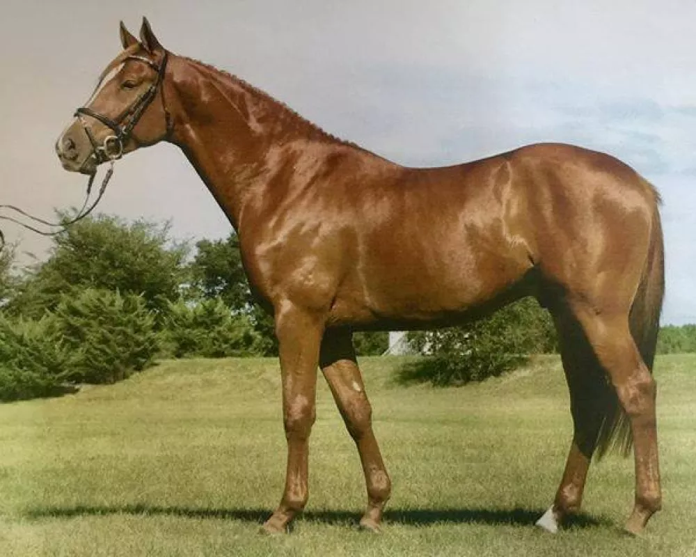 Sire - Irish Dream