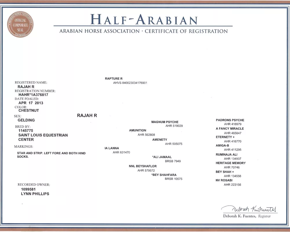 Half Arabian Registration