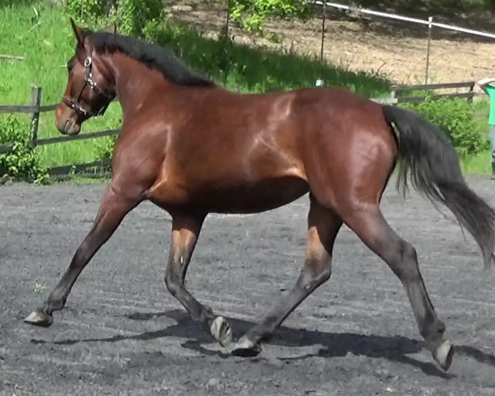 Sweetie Trot Image