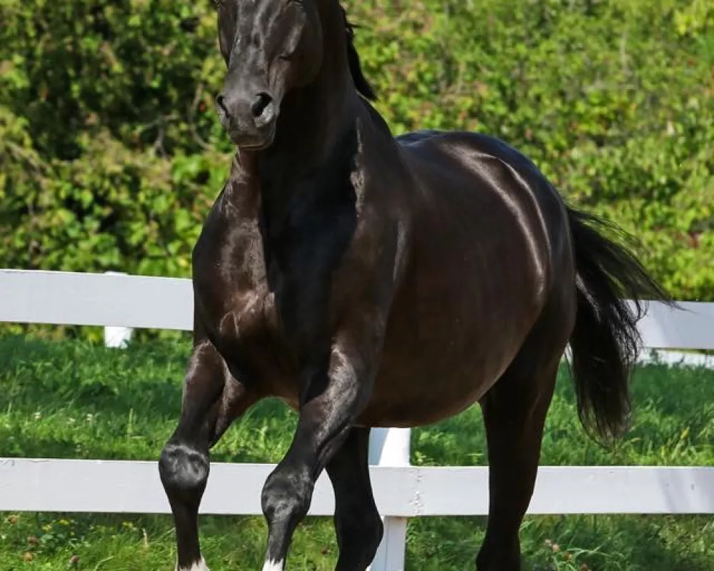 Sire - Sir Wanabi 