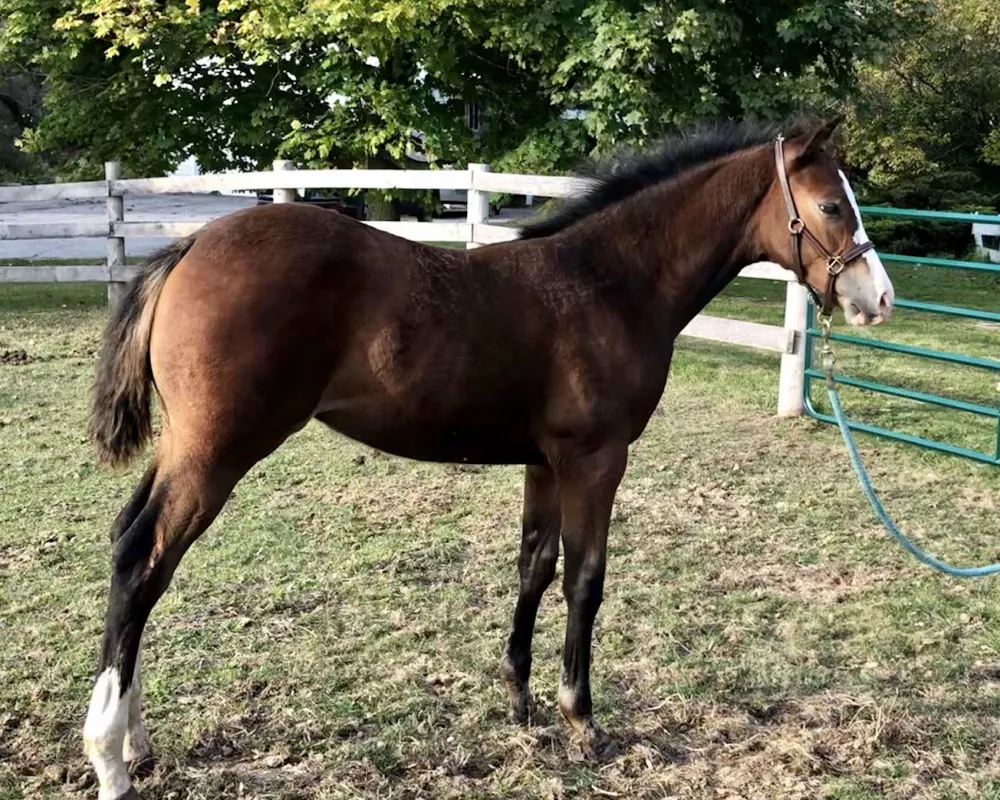 2019 filly by Cabardino, full sibling to in utero 