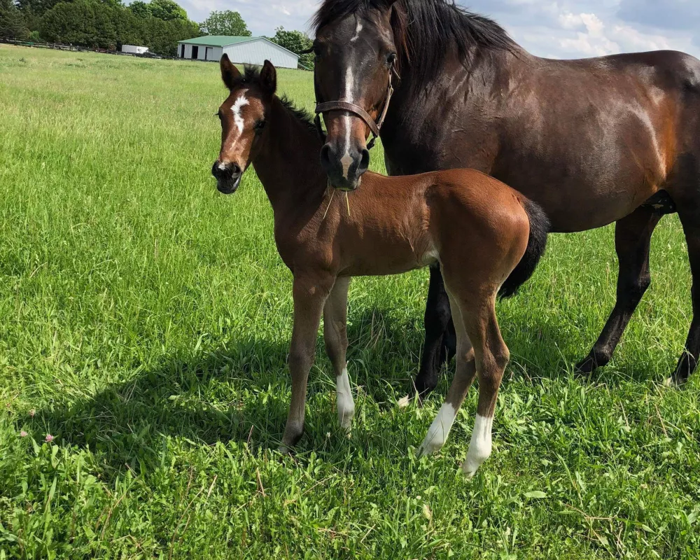 2018 filly by Checkmate