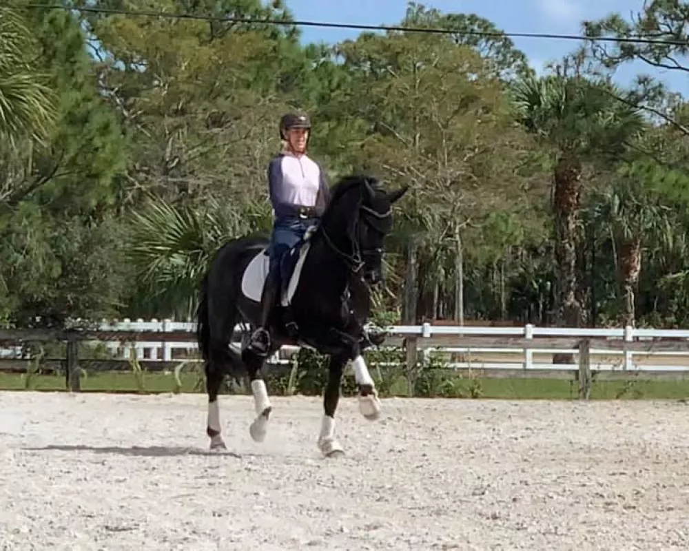 Dante is a showstopper, look at those gaits!